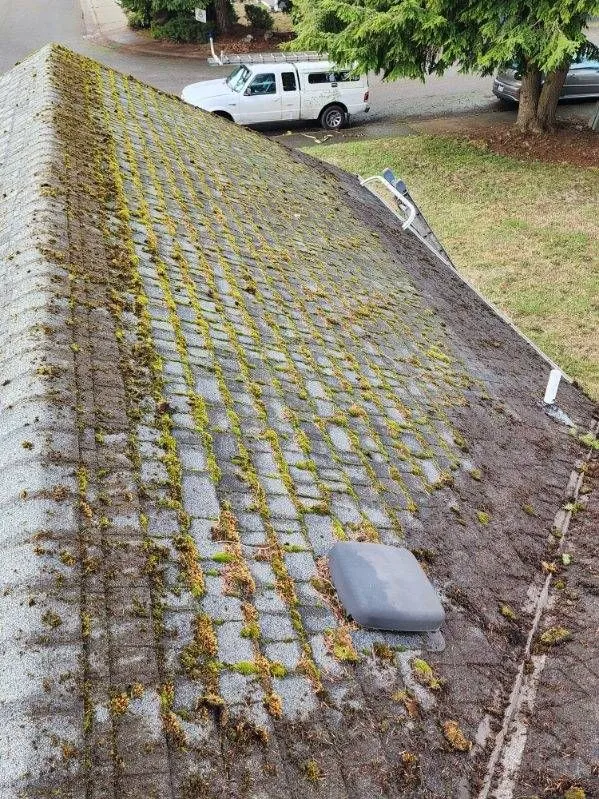 Mossy roof before cleaning