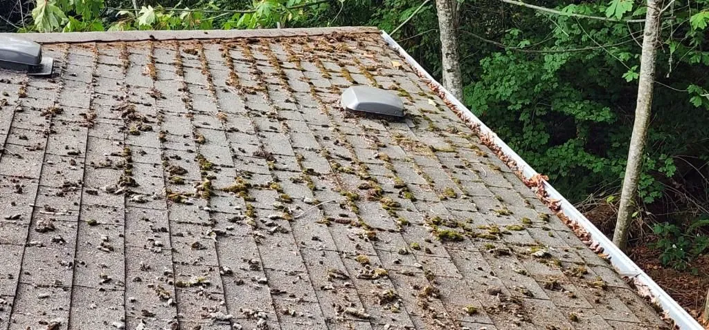 Moss-covered roof