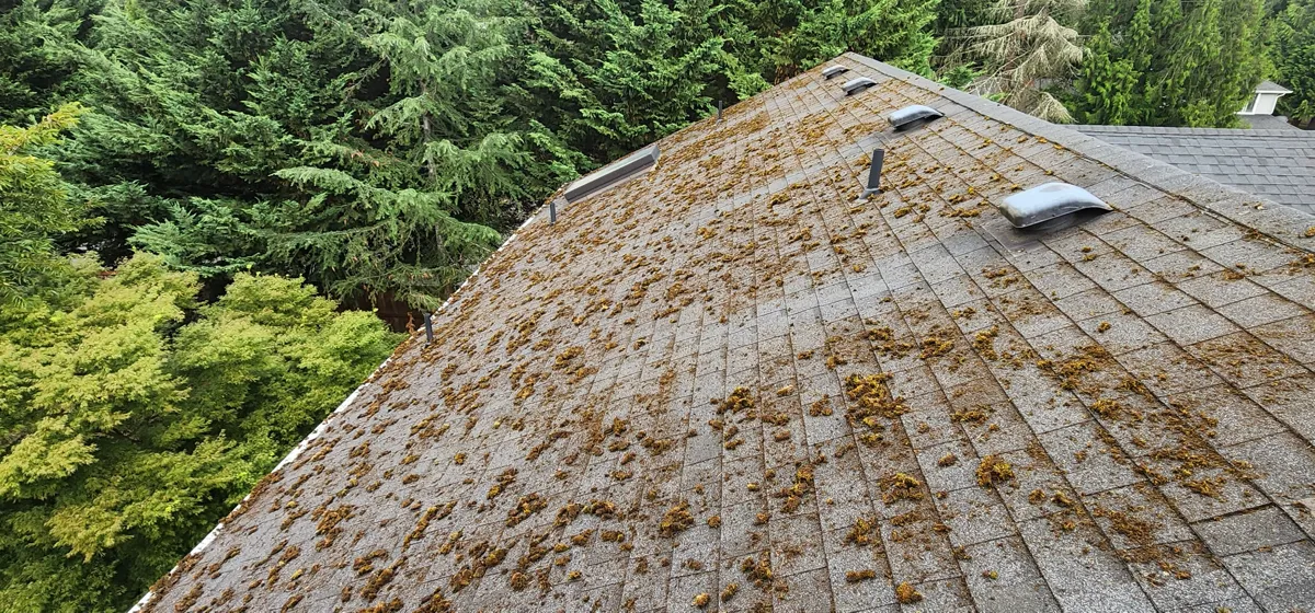 Roof before heavy treatment